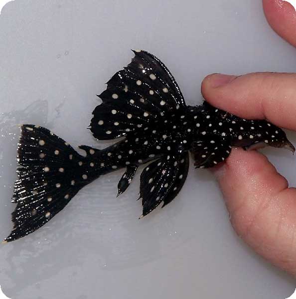 L240 Orinico Sailfin Vampire - 2-3 inch L240 Orinico Sailfin Vampire - 2-3 inch